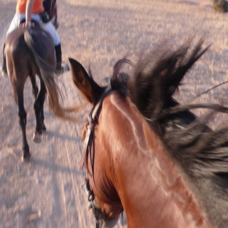 HORSE RIDING STAY AT DARZAHIA